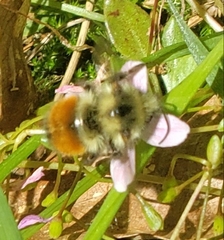 Bombus sylvicola