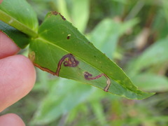 Phytomyza penstemonis