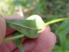 Phytomyza penstemonis