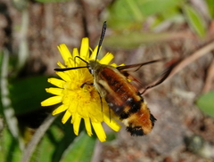 Hemaris aethra