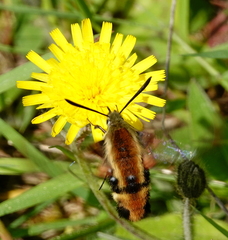 Hemaris aethra