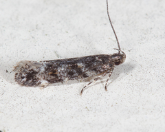 Glauce pectenalaeella