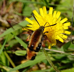 Hemaris aethra