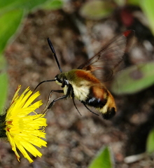 Hemaris aethra