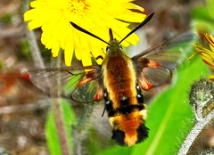 Hemaris aethra