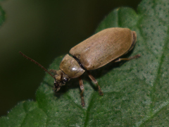 Dascillus cervinus