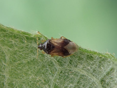 Orius minutus