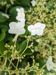 Hydrangea petiolaris