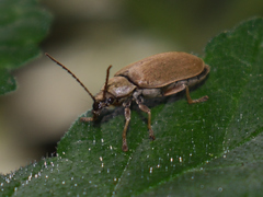 Dascillus cervinus