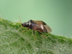 Orius minutus