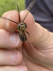 Libellula cyanea