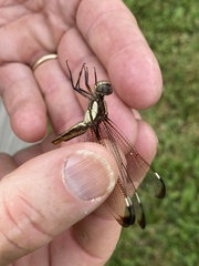 Libellula cyanea