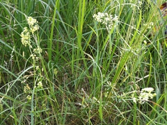 Galium × pomeranicum