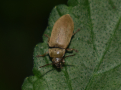 Dascillus cervinus