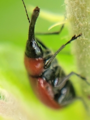 Merhynchites wickhami