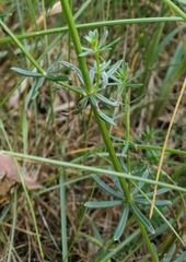 Galium × pomeranicum