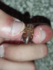 Aplidia transversa transversa