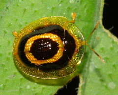 Microctenochira
