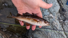Pollachius pollachius
