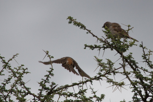 Swahili Sparrow (Passer suahelicus), photo 5