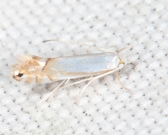 Phyllonorycter quercialbella