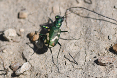 Cicindela decemnotata