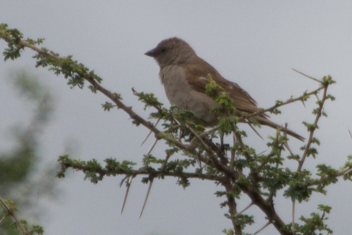Swahili Sparrow (Passer suahelicus), photo 2