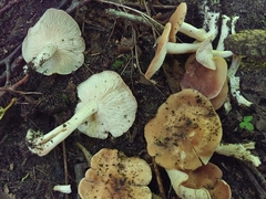 Gerhardtia