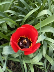 Tulipa