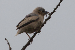 Pseudonigrita arnaudi