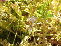 Astragalus gruinus
