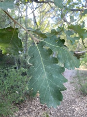 Quercus pubescens