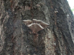 Bastilla arctotaenia