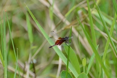 Erythrodiplax fervida