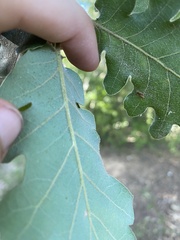 Quercus pubescens