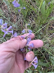 Penstemon virens