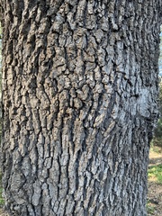 Quercus pubescens