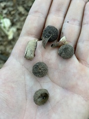 Quercus pubescens
