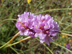 Armeria rothmaleri