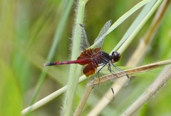 Erythrodiplax fervida