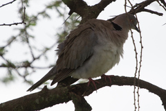 Streptopelia decipiens