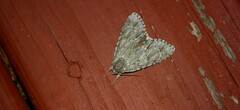 Acronicta immodica