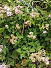 Spiraea superba