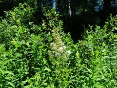 Spiraea alba alba