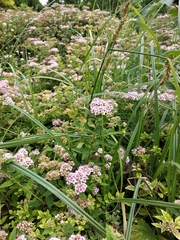 Spiraea superba