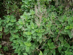 Teucrium betonicum