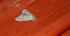 Acronicta immodica
