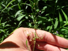 Dichanthelium implicatum