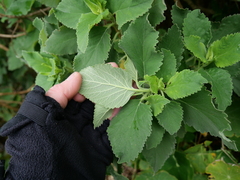 Teucrium betonicum