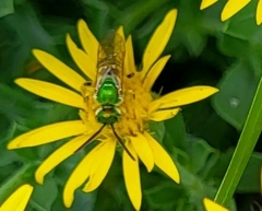 Agapostemon melliventris